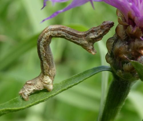 Réf. 190 122 : Ectropis crepuscularia